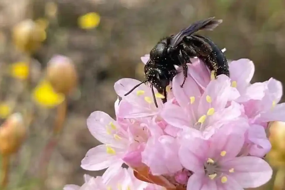 Andreana Colucciae, nuova ape scoperta in Sardegna | In Sardegna con Dani