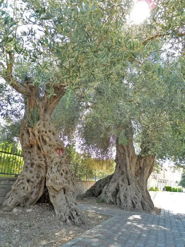 Olivi millenari Turri, lungo la via principale del borgo | In Sardegna con Dani