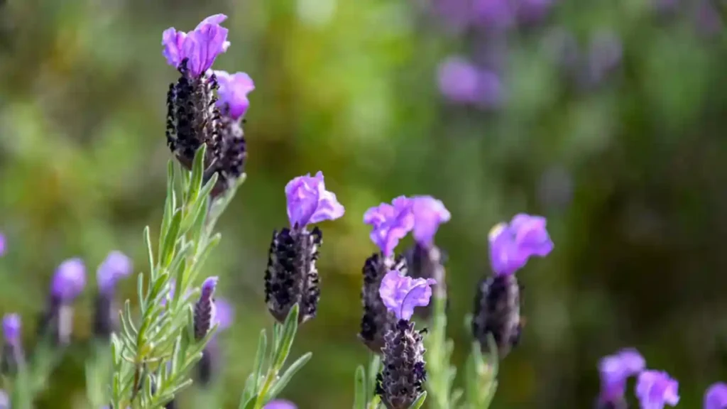 Festival delle erbe spontanee a Ussaramanna rappresentato dalla lavanda fiorita. | In Sardegna con Dani