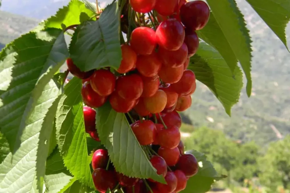 Ciliegie alla sagra di Osini | In Sardegna con Dani
